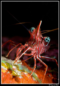 hunchback shrimp by Dray Van Beeck 